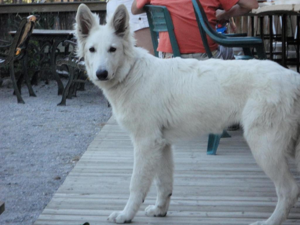 Parc Residentiel De Loisir : Le Loup Blanc Du Riou Ξενοδοχείο Barcelonnette Εξωτερικό φωτογραφία